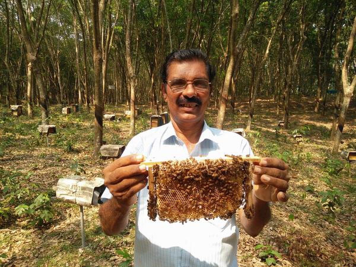 This Kerala apiculturist is a ‘busy bee’